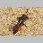 Sphecodes sp - Blutbiene 14h 4-5mm Weibchen - Sandgrube Niedringhaussee.jpg